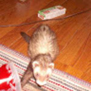 Meet your Posher, Corey